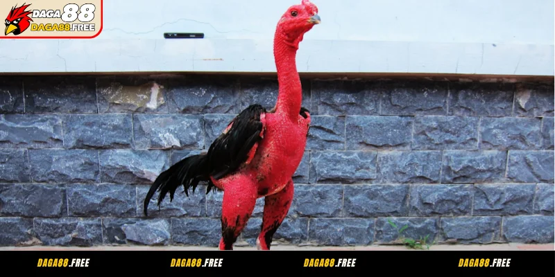 Bài tập cơ bản trong kỹ thuật nuôi gà đá chiến hiệu quả