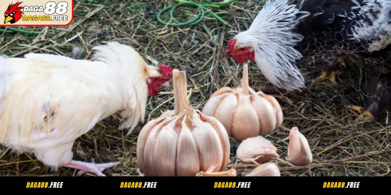 Bật mí cách chăm sóc gà đá bằng tỏi hiệu quả cho sư kê