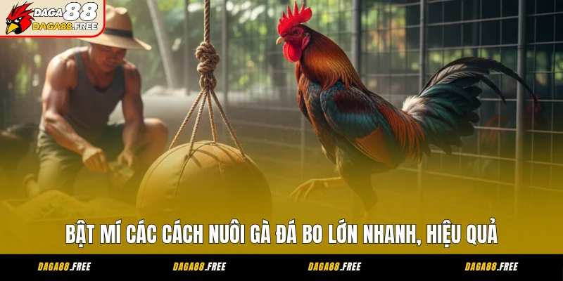 Bật Mí Các Cách Nuôi Gà Đá Bo Lớn Nhanh, Hiệu Quả