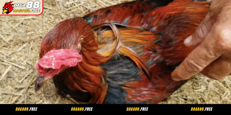 Bệnh phổi ở gà là dạng viêm nhiễm đường hô hấp nghiêm trọng