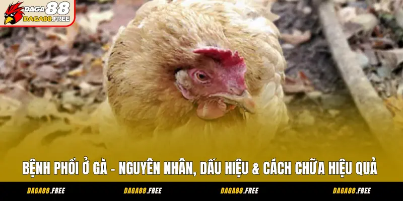 Bệnh Phổi Ở Gà - Nguyên Nhân, Dấu Hiệu & Cách Chữa Hiệu Quả