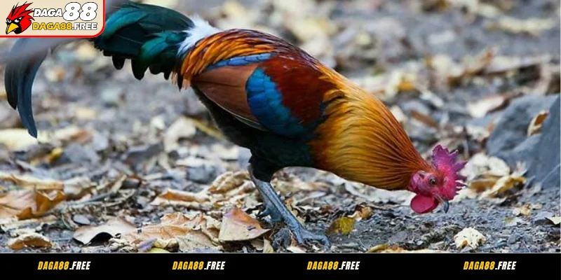 Bí mật đằng sau sức hút của gà linh kê thần kê