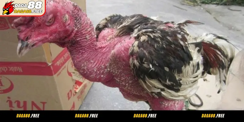 Biện pháp điều trị bệnh phổi ở gà hiệu quả từ chuyên gia DAGA88