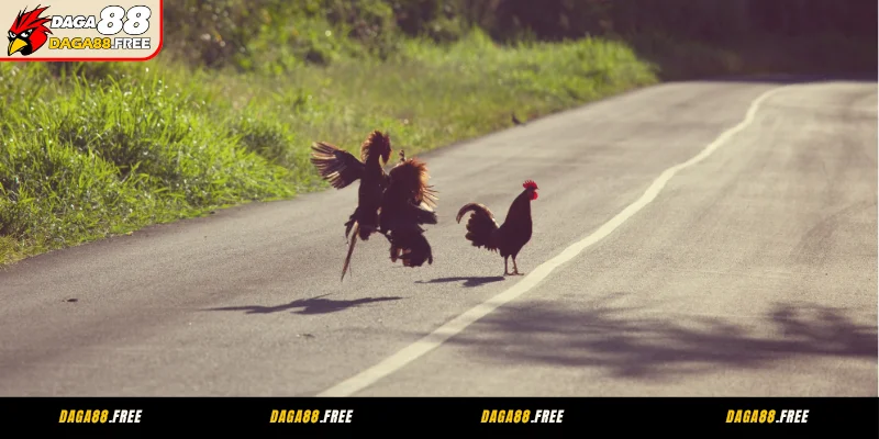 Các loại cược phổ biến khi chơi tại DAGA88