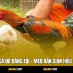 Cách Chăm Sóc Gà Đá Bằng Tỏi - Mẹo Dân Gian Hiệu Quả Mà Ít Ai Biết