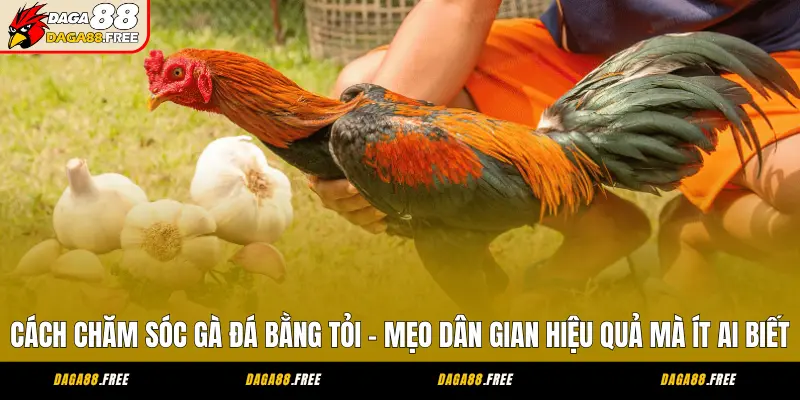 Cách Chăm Sóc Gà Đá Bằng Tỏi - Mẹo Dân Gian Hiệu Quả Mà Ít Ai Biết