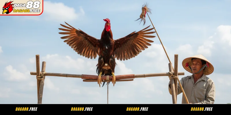 Cách tập lực cho gà chọi - tập cánh