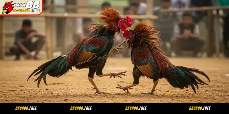 Cách xem ngày đá gà cựa sắt may mắn, chuẩn chỉnh