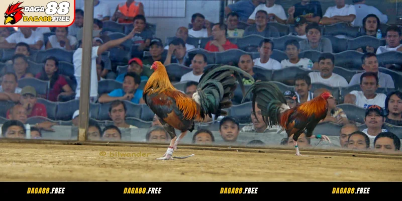 Giới Thiệu Đá Gà 88 Nền Tảng Giải Trí Gà Chiến Hiện Đại DAGA88 3 Câu chuyện thương hiệu Đá Gà 88