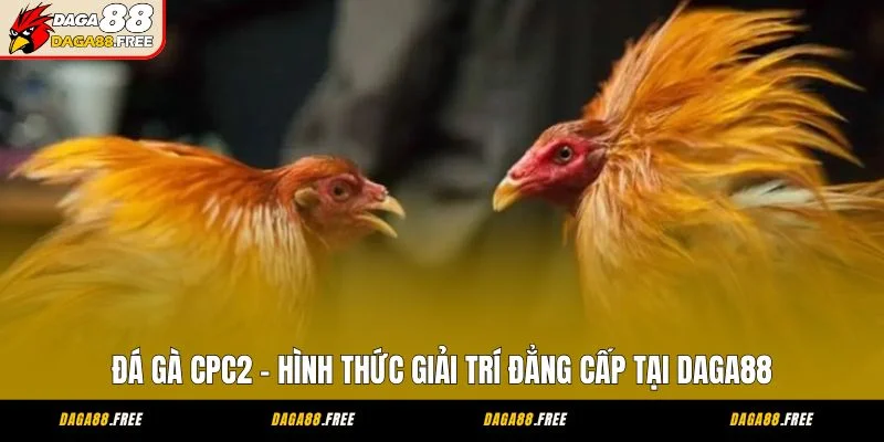 Đá Gà CPC2 - Hình Thức Giải Trí Đẳng Cấp Tại Daga88