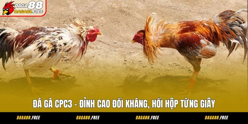 Đá Gà CPC3 - Đỉnh Cao Đối Kháng, Hồi Hộp Từng Giây