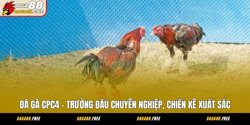Đá Gà CPC4 - Trường Đấu Chuyên Nghiệp, Chiến Kê Xuất Sắc