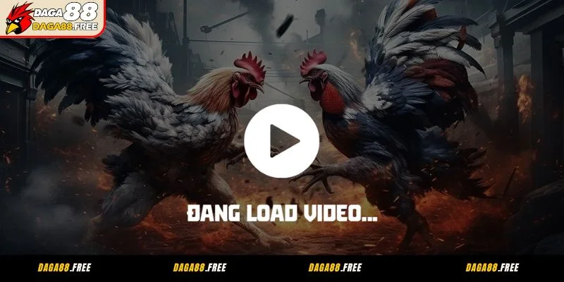 Daga88 - Sân chơi cung cấp đá gà CPC1 đáng tin cậy