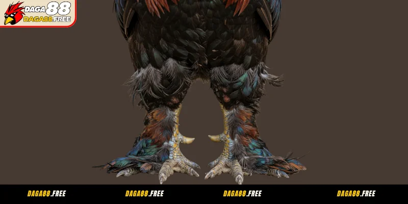 Đánh giá khả năng chiến đấu gà chân lông vảy loạn