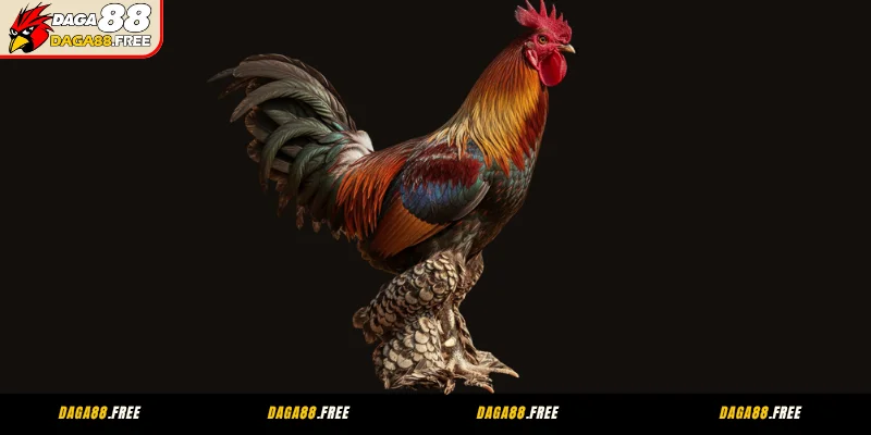 Dấu hiệu để nhận biết gà chân lông vảy loạn