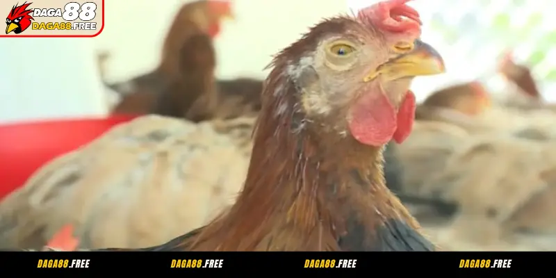 Dấu hiệu phổ biến của bệnh phổi ở gà