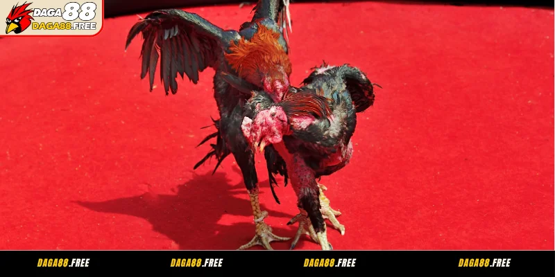 Điều cần lưu ý khi tìm hiểu luật chơi đá gà Mỹ