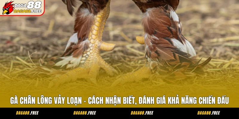 Gà Chân Lông Vảy Loạn - Cách Nhận Biết, Đánh Giá Khả Năng Chiến Đấu