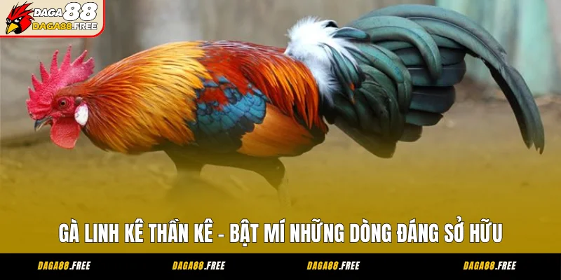 Gà Linh Kê Thần Kê - Bật Mí Những Dòng Đáng Sở Hữu