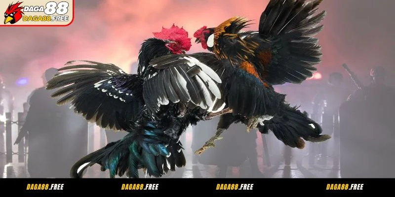 Giới thiệu đá gà CPC4 trực tiếp