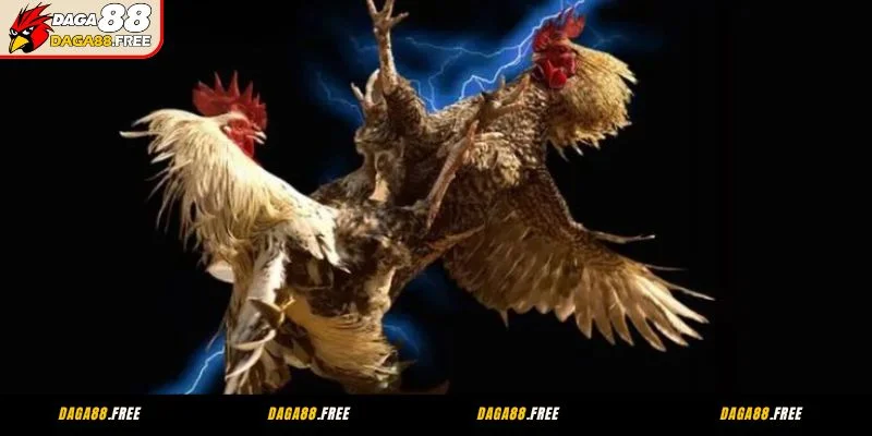 Giới thiệu sơ lược đá gà CPC1