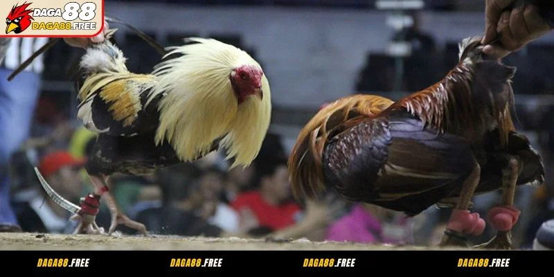 Giới thiệu sơ lược đá gà CPC3