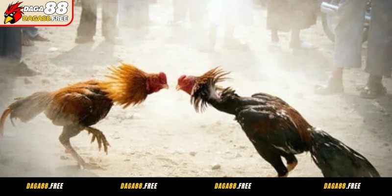 Giới Thiệu Đá Gà 88 Nền Tảng Giải Trí Gà Chiến Hiện Đại DAGA88 2 Giới thiệu đá gà 88 - Trường gà Thomo trực tiếp uy tín