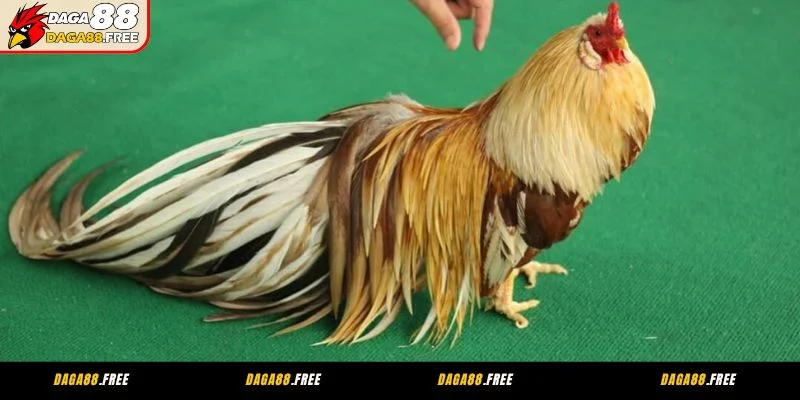 Giới thiệu tổng quan đá gà CPC2