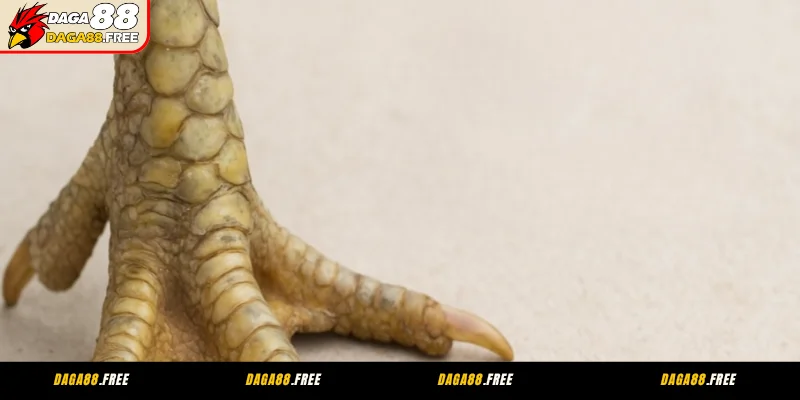 Vảy Gà Kích Giáp Đứng Đầu - Đặc Tả Hình Thái Và Dạng 2 Giới thiệu vảy gà kích giáp