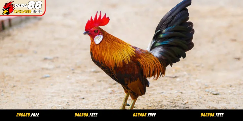 Giống gà đá cựa sắt hay nhất Asil sở hữu lối đá mãnh lực sâu