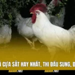 Giống Gà Đá Cựa Sắt Hay Nhất, Thi Đấu Sung, Đòn Đá Hiểm