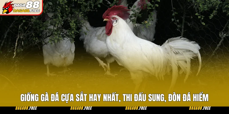 Giống Gà Đá Cựa Sắt Hay Nhất, Thi Đấu Sung, Đòn Đá Hiểm