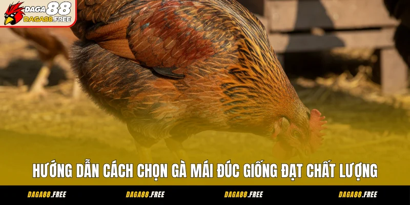 Hướng Dẫn Cách Chọn Gà Mái Đúc Giống Đạt Chất Lượng