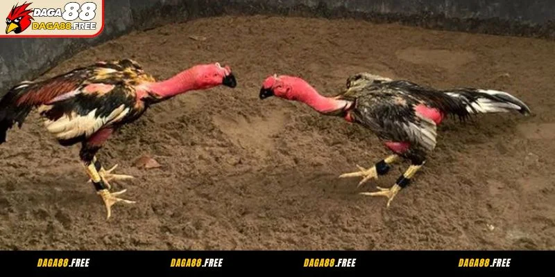 Hướng dẫn cách tham gia đá gà CPC3 tại Daga88