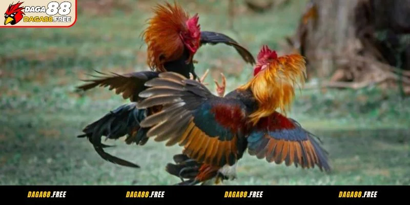 Kinh nghiệm cá cược đá gà Thomo Daga88 đỉnh cao cho người mới