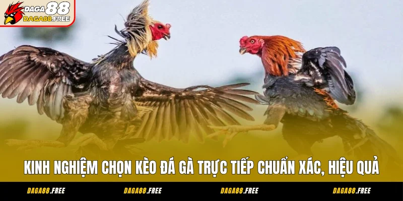 Kinh Nghiệm Chọn Kèo Đá Gà Trực Tiếp Chuẩn Xác, Hiệu Quả