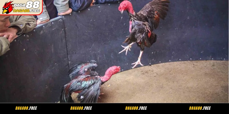 Kinh nghiệm chọn kèo đá gà trực tiếp - Giữ tâm lý vững vàng