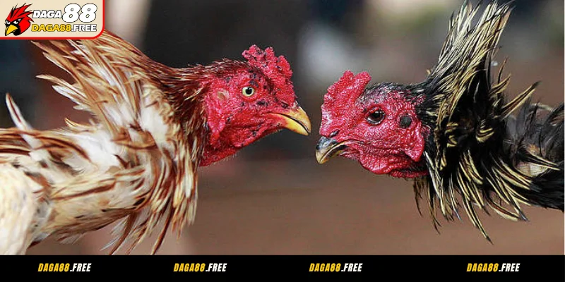 Kinh nghiệm chọn kèo đá gà trực tiếp - So sánh tỷ lệ kèo giữa các nhà cái