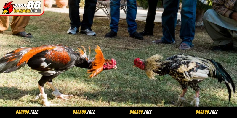 Lợi ích khi xem ngày đá gà cựa sắt may mắn