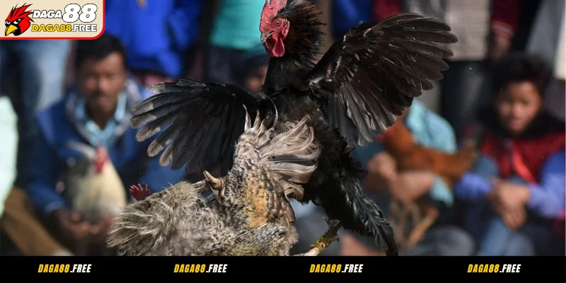 Luật chơi đá gà Mỹ về thời gian thi đấu