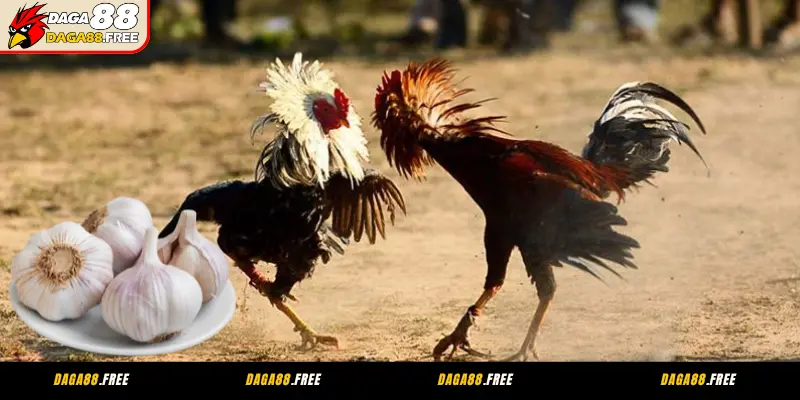 Lưu ý quan trọng trong cách chăm sóc gà đá bằng tỏi