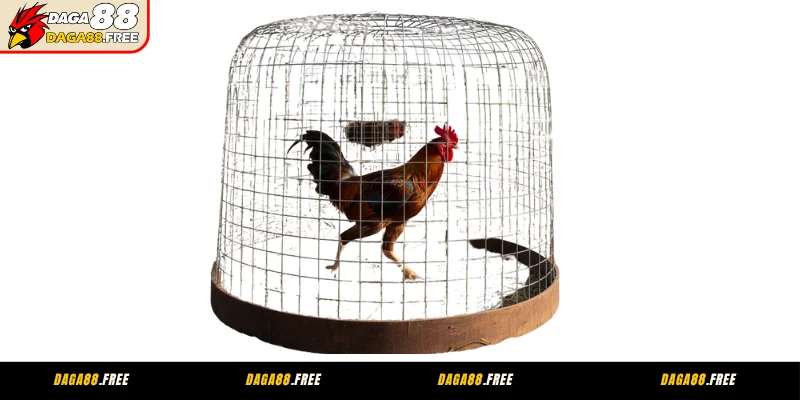 Luyện tập đá gà cựa sắt - chạy lồng