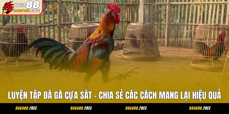 Luyện Tập Đá Gà Cựa Sắt - Chia Sẻ Các Cách Mang Lại Hiệu Quả