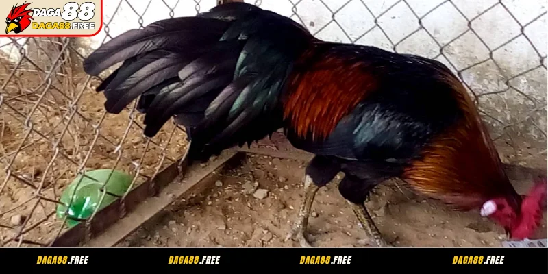 Môi trường nuôi chiến kê sạch sẽ, thoáng đãng