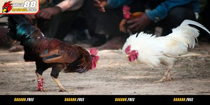 Một vài điểm nổi bật của đá gà Thomo không thể bỏ lỡ