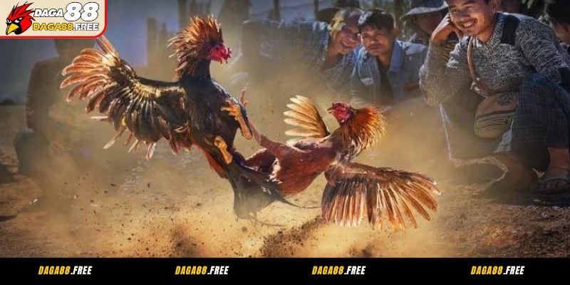 Ngày xấu cần tránh khi cá cược đá gà cựa sắt