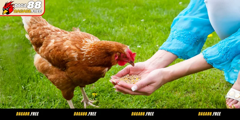 Nguyên tắc dinh dưỡng thức ăn cho gà cơ bản sư kê cần nắm
