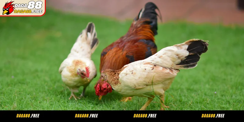 Nhóm thức ăn cho gà rau xanh – làm mát cơ thể & hỗ trợ tiêu hóa