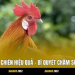 Nuôi Gà Đá Chiến Hiệu Quả - Bí Quyết Chăm Sóc Chiến Kê