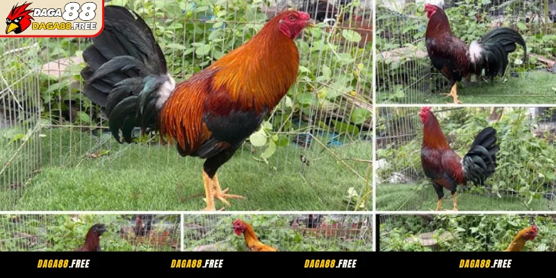 Peru - Giống gà đá cựa sắt hay nhất, chịu đòn tốt